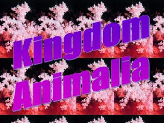 Kingdom Animalia