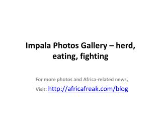 Impala photos to download for free