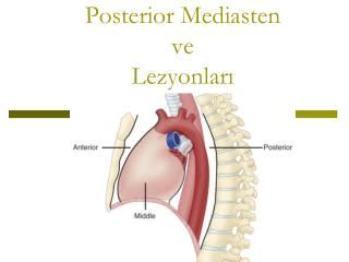 Posterior Mediasten ve Lezyonları