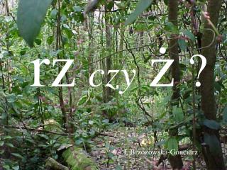 rz czy ż ?