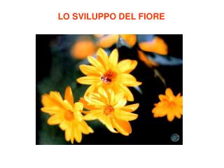 LO SVILUPPO DEL FIORE