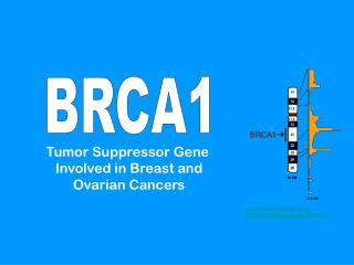 Tumor Suppressor Gene Involved in Breast and Ovarian Cancers