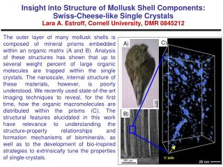 Classifying Shells – Teaching Teachers Lara A. Estroff, Cornell University, DMR 0845212