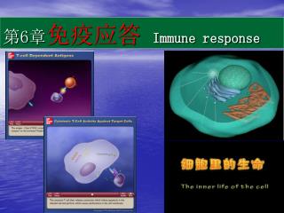 第 6 章 免疫应答 Immune response