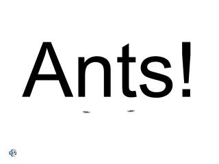 Ants!