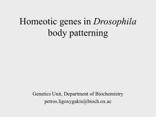 Homeotic genes in Drosophila body patterning