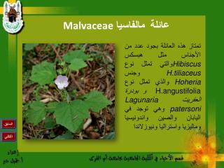 عائلة مالفاسيا Malvaceae