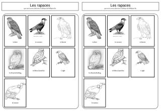 Les rapaces que nous avons observés à l’abbaye de Belleperche.