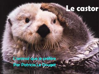 Le castor