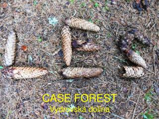Case Forest