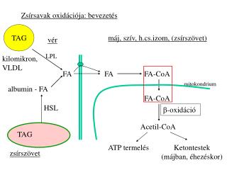 Zsírsavak oxidációja: bevezetés