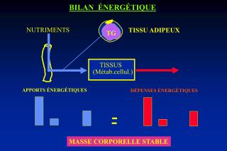 TISSU ADIPEUX