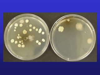 Soil 5483 Biodegradation and Soil Bioremediation