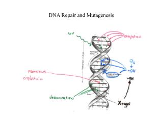 DNA Repair and Mutagenesis