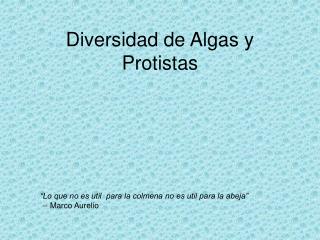 Diversidad de Algas y Protistas