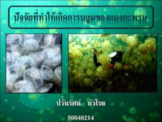 ปวันรัตน์ บัวโรย 50040214