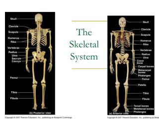 The Skeletal System