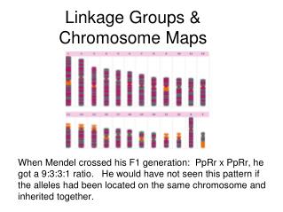 Linkage Groups &amp; Chromosome Maps