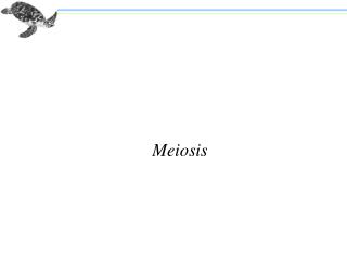 Meiosis