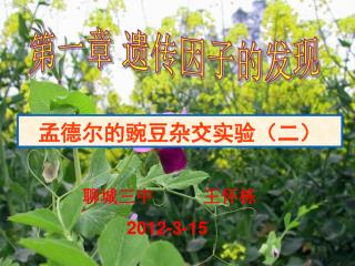 孟德尔的豌豆杂交实验（二）