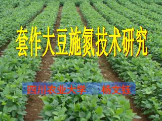套作大豆施氮技术研究