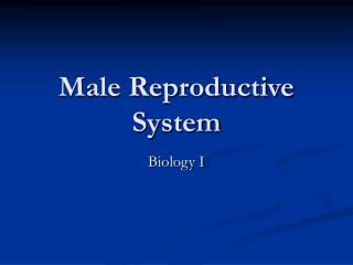 male reproductive system powerpoint presentation