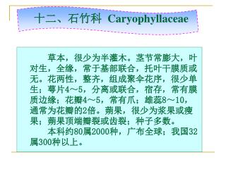 十二、石竹科 Caryophyllaceae