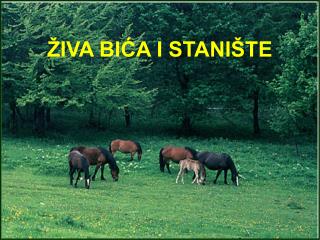 ŽIVA BIĆA I STANIŠTE