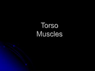 Torso Muscles