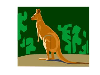 The kangaroo