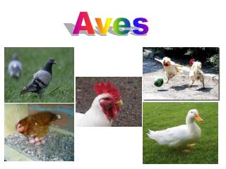 Aves