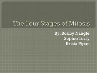 The Four Stages of Mitosis