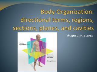 Body Organization: directional terms, regions , sections, planes, and cavities
