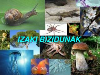 IZAKI BIZIDUNAK