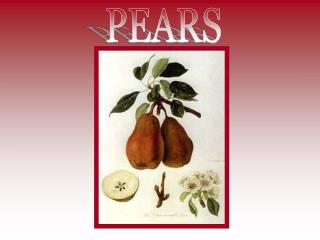 PEARS