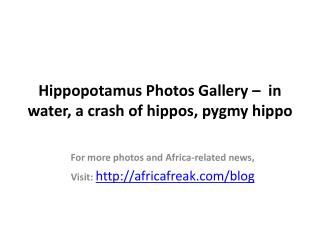 Photos of Hippopotamus (Hippo) to download for free