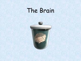 The Brain