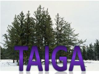 Taiga