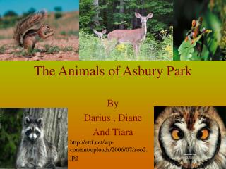 The Animals of Asbury Park