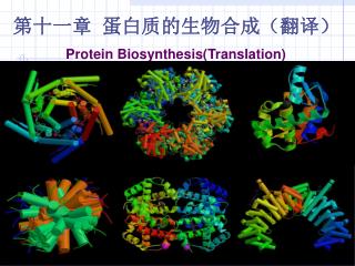 第十一章 蛋白质的生物合成（翻译） Protein Biosynthesis( Translation)