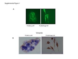 Supplemental Figure 1