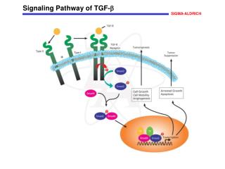 Signaling Pathway of TGF- 