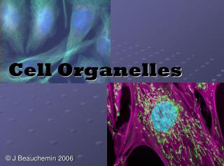 Cell Organelles