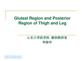 Gluteal Region and Posterior Region of Thigh and Leg