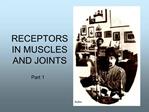 RECEPTORS IN MUSCLES AND JOINTS