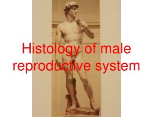 Histology of male reproductive system