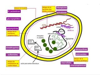 Comment choisir un antibiotique?