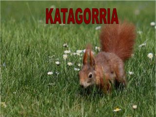 KATAGORRIA