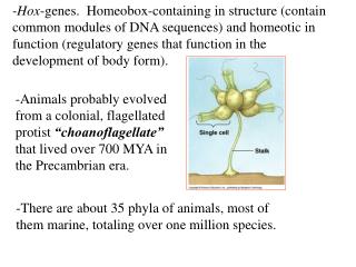 -There are about 35 phyla of animals, most of them marine, totaling over one million species.