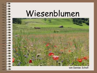 Wiesenblumen